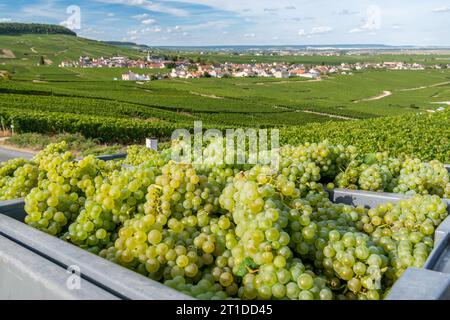 Oger (Nordostfrankreich): Traubenernte in einem Weinberg der Champagne. Kisten voller weißer Trauben mit Blick auf die Reben und das Dorf Oger in Th Stockfoto