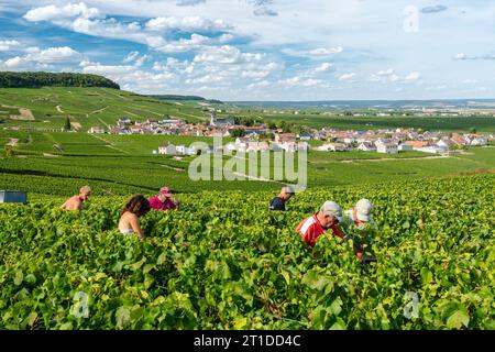 Oger (Nordostfrankreich): Traubenernte in einem Weinberg der Champagne. Saisonarbeiter, die Trauben in den Rebreihen ernten, mit dem Dorf Oger Stockfoto