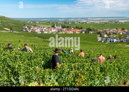 Oger (Nordostfrankreich): Traubenernte in einem Weinberg der Champagne. Saisonarbeiter, die Trauben in den Rebreihen ernten, Moet & Chandon-Wein-Growi Stockfoto