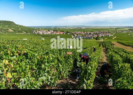 Oger (Nordostfrankreich): Traubenernte in einem Weinberg der Champagne. Saisonarbeiter, die Trauben in den Rebreihen ernten, Moet & Chandon-Wein-Growi Stockfoto