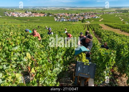 Oger (Nordostfrankreich): Traubenernte in einem Weinberg der Champagne. Saisonarbeiter, die Trauben in den Rebreihen ernten, Moet & Chandon-Wein-Growi Stockfoto