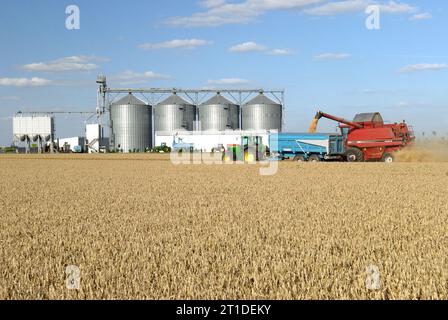 Weizenernte im Sommer im Département Loiret (Nord-Mittelfrankreich). Mähdrescher und Traktor mit Anhänger, kooperative Silos im Hinterland Stockfoto