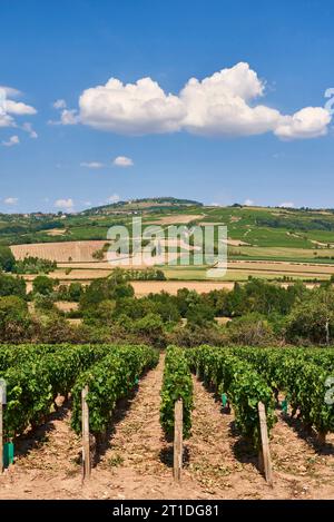 Weinberge von Santenay und Maranges, im Departement Saone et Loire, in der Nähe des Canal du Centre, Cote de Beaune Stockfoto