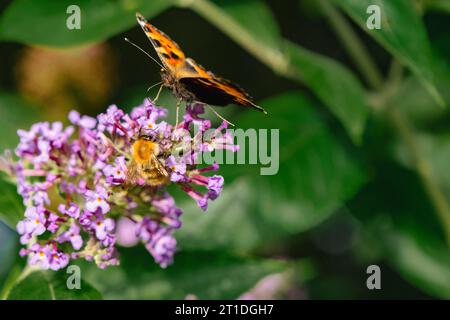 Kleiner Schildpatt-Schmetterling (Aglais urticae) und eine blumenfressende Honigbiene. England, Großbritannien, Europa Stockfoto