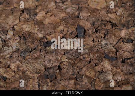 Textur der Oberfläche Rohkork Brett Holz Hintergrund Nahaufnahme Stockfoto