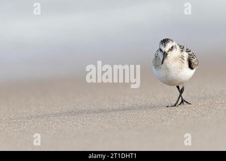 Sanderling, Calidris alba, Wintervogel ohne Brutgefieder, der an einem Sandstrand Norfolk entlang läuft Stockfoto