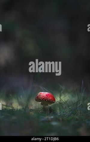 Junge Fliege im Sonnenlicht im Wald Stockfoto