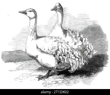 Sebastopol Gänse bei der Crystal Palace Geflügel Show, 1860. Unter den Gänsen gab es zwei seltsame Exemplare aus Sebastopol, ausgestellt von Mr. T. H. D. Bayly aus Ickwell House, Biggleswade. Diese Vögel sind etwas kleiner als die in diesem Land und haben eine reife Größe. aber sie sind von reinem weiß und der vollkommensten Form, während der auffälligere Teil ihres Gefieders lockig ist und einen sehr auffälligen Kontrast zu den Federn der gewöhnlichen englischen Gans bildet. Die Federn auf dem Rücken sind gewölbt und nach oben gerafft; die sekundären Federn der Flügel sind gestreckt und sind nach oben gerafft Stockfoto