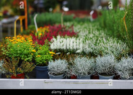 Dekorative Topfpflanzen stehen zum Verkauf. Gartengeschäft mit Blumen. Setzlinge in Behältern auf dem lokalen Markt. Blumen Lieferung für die Dekoration. Stockfoto