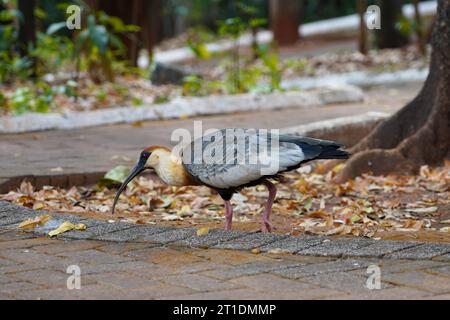 Ibis (Theristicus caudatus) im Park von Brasilien Stockfoto