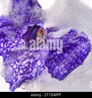 Wunderschöne Orchideenblume, eingefroren in Eis mit unscharfer Hintergrundfarbe Stockfoto