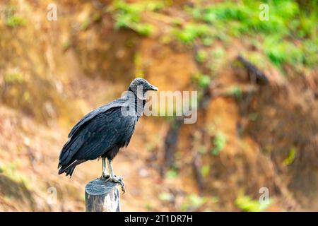 Schwarzgeier (Coragyps atratus), auch bekannt als amerikanischer Schwarzgeier, mexikanischer Geier, Zopilote, Urubu oder Gallinazo, ist ein Vogel in der Neuen Welt Stockfoto