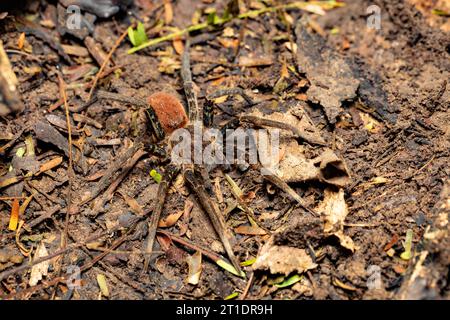 Wandernde Spinne, Ancylometes bogotensis aus der Familie ctenidae. Giftige nächtliche Jäger am Boden im Regenwald. Carara Nationalpark - Tarcoles, Co Stockfoto