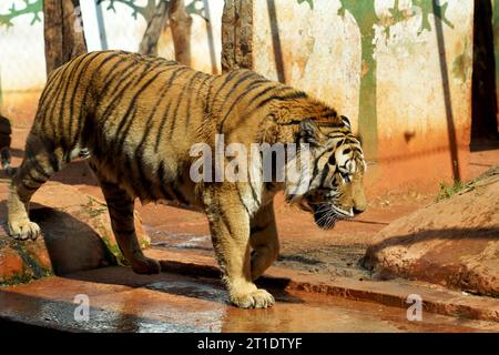 Bengaler Tiger in Gefangenschaft. Sie gehört zu den größten Wildkatzen, die heute leben. Stockfoto