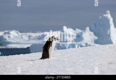 Antarktis; Antarktische Halbinsel; Port Charcot; Gentoo-Pinguin, der allein im Schnee spaziert Stockfoto