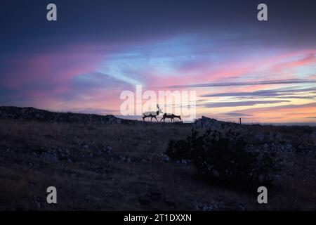 Exemplare von wilden Rothirschen in der Natur, auch bekannt als Rotwild oder Europäisches Hirsch, Artiodactyl Säugetier, das zur Familie der Cervidae gehört. Stockfoto