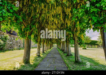 Laburnum Plissee-Baumbogen oder allee in voller Blüte, St Mary's Pleasance, Haddington, East Lothian, Schottland, UK Stockfoto