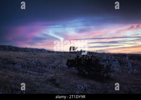 Verpaarung von zwei Exemplaren wilder Rotwild in der Natur, auch bekannt als Rothirsch oder Europäischer Hirsch, ein Säugetier mit ebenem Zehen, das zur Familie der Cervidae gehört. Stockfoto