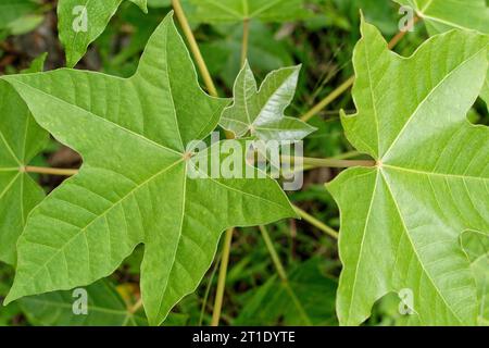 Französisch-Polynesien: Kerzennußblüten (aleurites moluccanus). Kerzennussöl wird als Kosmetik und auch in der traditionellen Medizin, als Heilpflanze verwendet Stockfoto