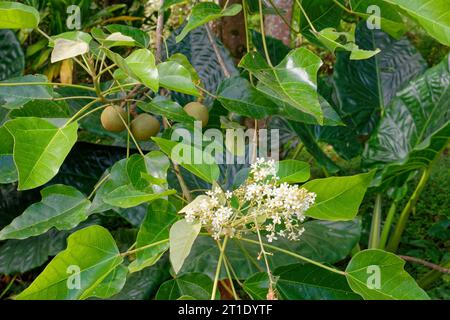 Französisch-Polynesien: Kerzennußblüten (aleurites moluccanus). Kerzennussöl wird als Kosmetik und auch in der traditionellen Medizin, als Heilpflanze verwendet Stockfoto