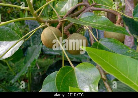 Französisch-Polynesien: Kerzennuss (Aliurites moluccanus). Kerzennussöl wird als Kosmetik und auch in der traditionellen Medizin, als Heilpflanze verwendet Stockfoto