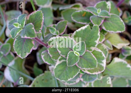 Französisch-Polynesien: Kubanischer Oregano (plectranthus amboinicus), mehrjährige Pflanze aus tropischen Klimazonen, aus der Familie der Lamiaceae, die für ihren Duft r verwendet wird Stockfoto