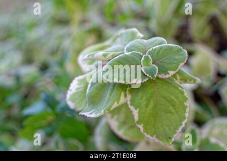 Französisch-Polynesien: Kubanischer Oregano (plectranthus amboinicus), mehrjährige Pflanze aus tropischen Klimazonen, aus der Familie der Lamiaceae, die für ihren Duft r verwendet wird Stockfoto