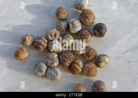 Französisch-Polynesien: Kerzennuss (Aliurites moluccanus). Kerzennussöl wird als Kosmetik und auch in der traditionellen Medizin, als Heilpflanze verwendet Stockfoto