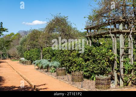 Im Garten von Babylonstoren, alte Farm, Weinbauernhof, Franschhoek, Westkap-Provinz, Stellenbosch, Cape Winelands, Südafrika, Afrika Stockfoto