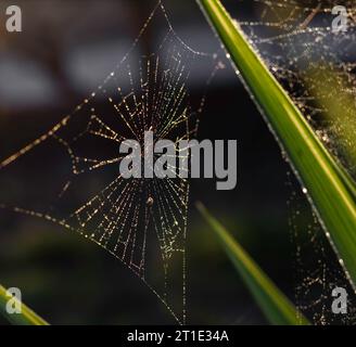 Feuchte Spinnweben auf einer Yucca, die die Herbstsonne fängt Stockfoto