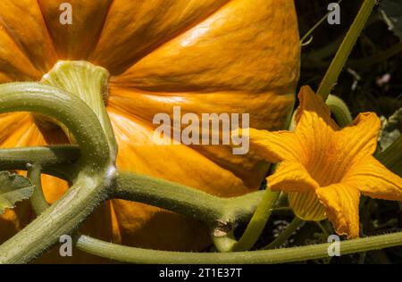 Ein Kürbis und eine Blume wachsen auf der Weinrebe Stockfoto