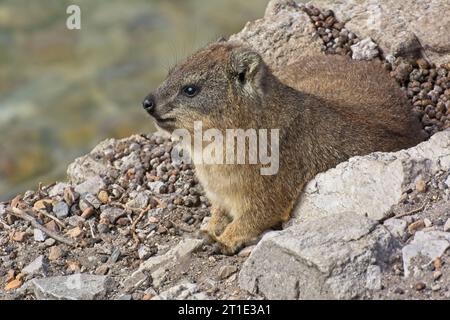 Dasies oder Rock Hyrax liegen auf Felsen in der Sonne im Stony Point Nature Reserve, Betty's Bay Stockfoto