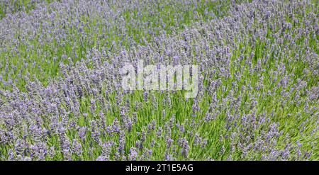 Grosses Feld duftender Lavendelblüten in der Ebene zur Herstellung von Parfums und aromatischen Essenzen Stockfoto