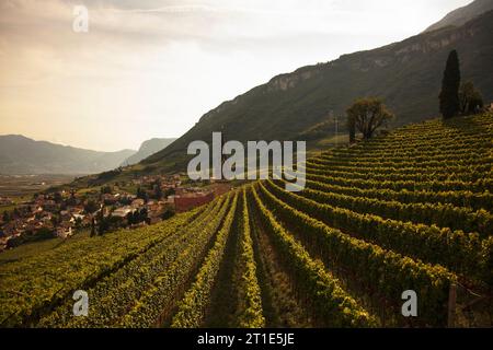 Weinberg an der Südtiroler Weinstraße vor der Kirche von Tramin, bei Kaltern, Südtirol, Italien Stockfoto