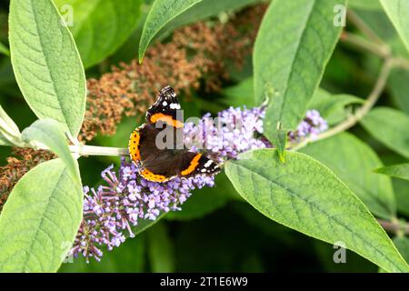 Vanessa atalanta, der rote Admiral oder früher der rote Admiral auf einem Buddleia-Busch Stockfoto