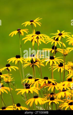 Rudbeckia hirta, gemeinhin als Schwarzäugige Susan bezeichnet Stockfoto