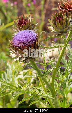 Die Kardoon, Cynara cardunculus, auch Artischockendistel genannt, ist eine Distel aus der Familie der Asteraceae Stockfoto