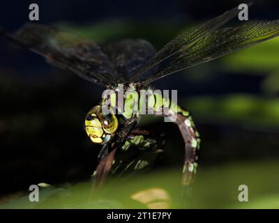 Southern Hawker Dragonfly (Aeshna cyanea) weibliche Eiablage, Herefordshire, England, September Stockfoto