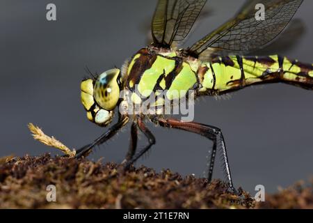 Southern Hawker Dragonfly (Aeshna cyanea) Nahaufnahme von Kopf und Thorax der Frau, Herefordshire, England, August Stockfoto