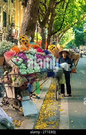 Dracontomelum verlässt im Herbst Hanoi, Vietnam Stockfoto