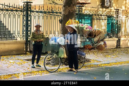 Dracontomelum verlässt im Herbst Hanoi, Vietnam Stockfoto