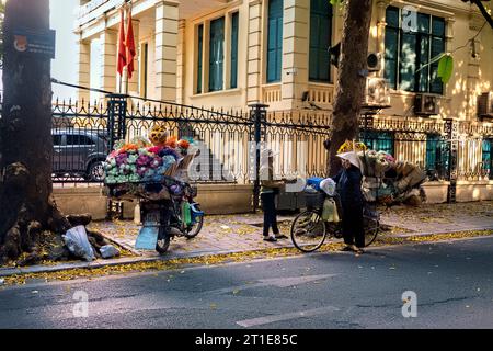 Dracontomelum verlässt im Herbst Hanoi, Vietnam Stockfoto