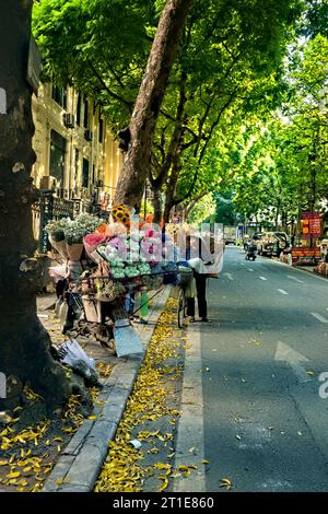 Dracontomelum verlässt im Herbst Hanoi, Vietnam Stockfoto