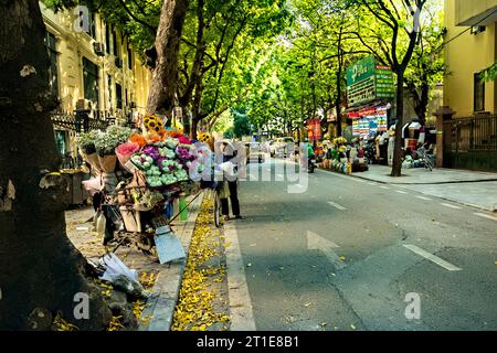 Dracontomelum Bäume im Herbst, Hanoi, Vietnam Stockfoto