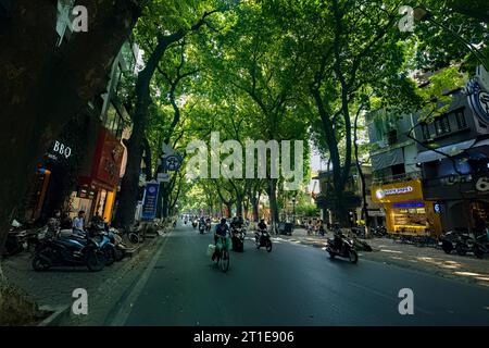 Dracontomelum Bäume auf der Phan Dinh Phung Street, Hanoi, Vietnam Stockfoto