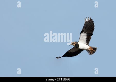 Lapwing (Vanellus vanellus) Norfolk September 2023 Stockfoto