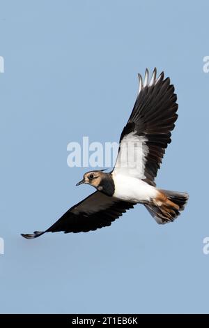 Lapwing (Vanellus vanellus) Norfolk September 2023 Stockfoto