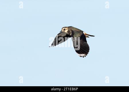 Lapwing (Vanellus vanellus) Norfolk September 2023 Stockfoto