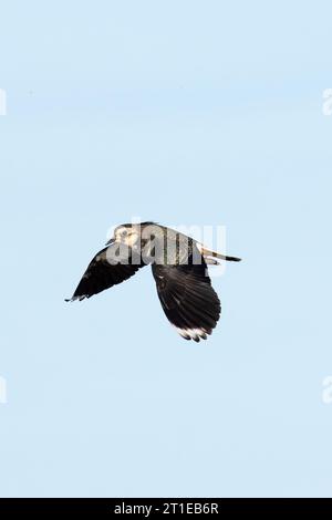 Lapwing (Vanellus vanellus) Norfolk September 2023 Stockfoto