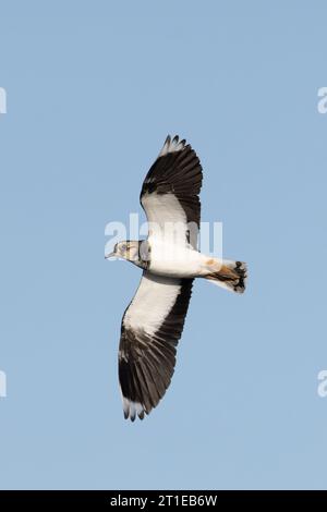 Lapwing (Vanellus vanellus) Norfolk September 2023 Stockfoto